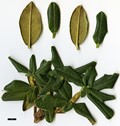 SpeciesSub: subsp. platyphyllum